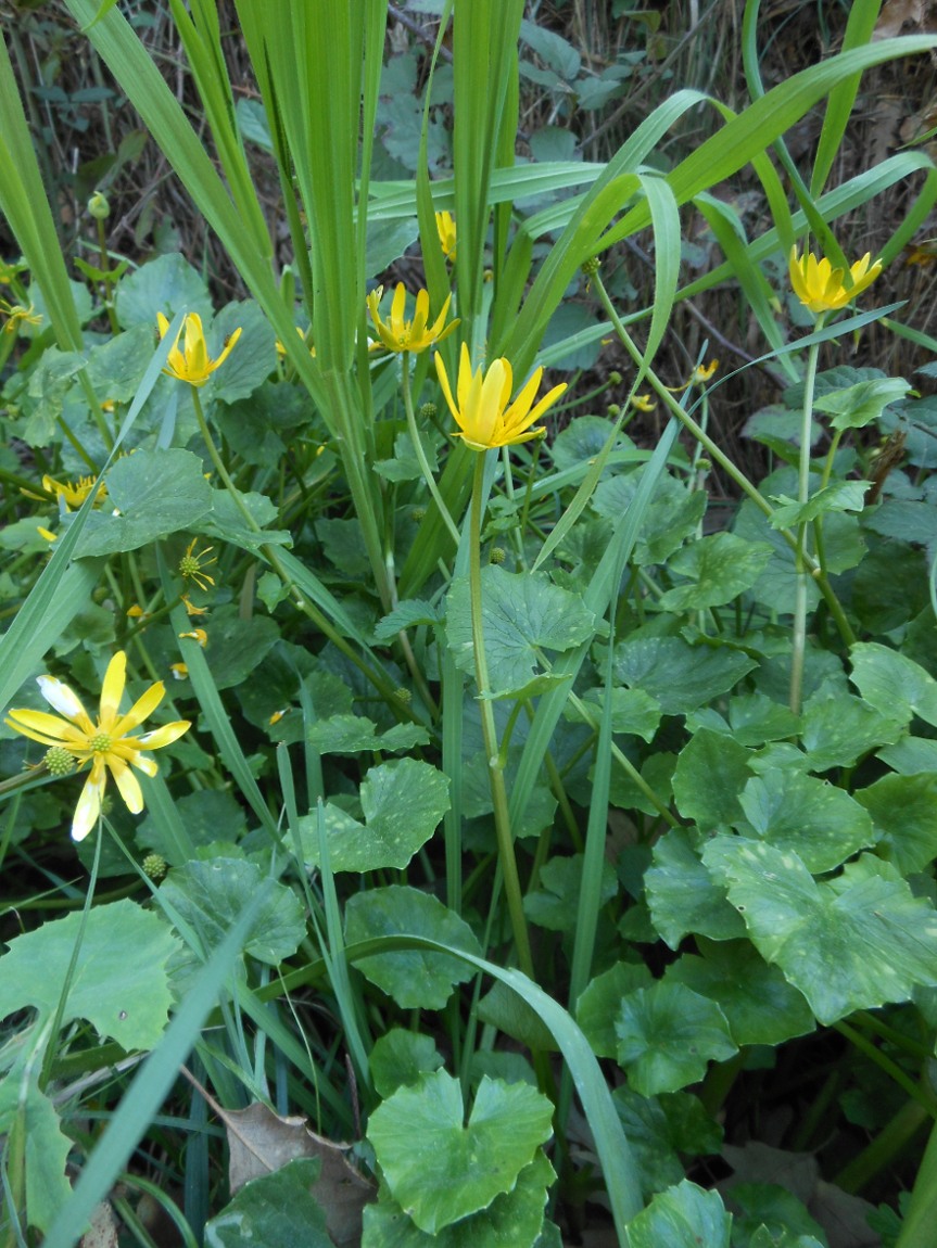 Ficaria verna (=Ranunculus ficaria) subsp. ficariiformis)